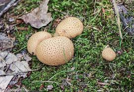 Attēlu rezultāti vaicājumam “Scleroderma citrinum”