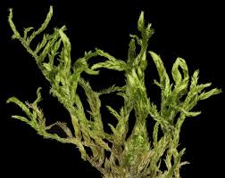 Attēlu rezultāti vaicājumam “Plagiothecium laetum”