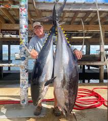 Image result for giant tuna