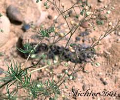 Attēlu rezultāti vaicājumam “Spergula arvensis”