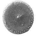 Diatoms