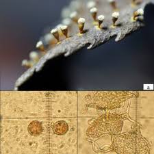 Attēlu rezultāti vaicājumam “Physarum braunianum macro”