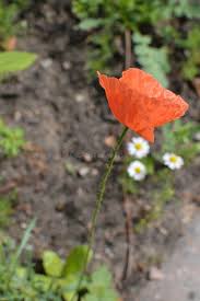 Attēlu rezultāti vaicājumam “Papaver argemone flower”