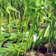 Attēlu rezultāti vaicājumam “Sagittaria sagittifolia”