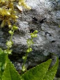 Attēlu rezultāti vaicājumam “Mercurialis perennis bud”
