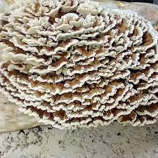 Attēlu rezultāti vaicājumam “Trametes versicolor”