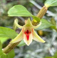 Attēlu rezultāti vaicājumam “Didymium aggregatum”