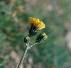 Attēlu rezultāti vaicājumam “Hieracium umbellatum bud”