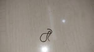 Attēlu rezultāti vaicājumam “Gordius aquaticus”