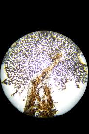 Attēlu rezultāti vaicājumam “Physarum leucopus plasmodium”