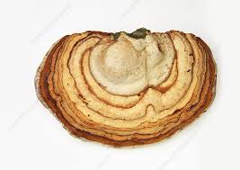 Attēlu rezultāti vaicājumam “Fomes fomentarius”