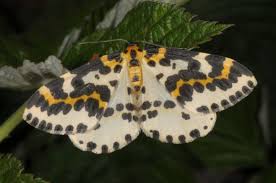 Attēlu rezultāti vaicājumam “Abraxas grossulariata imago”