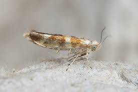 Attēlu rezultāti vaicājumam “Argyresthia goedartella”