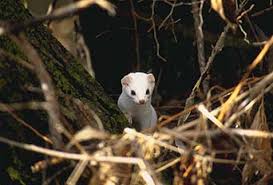 Attēlu rezultāti vaicājumam “Mustela erminea”