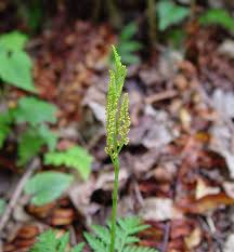 Attēlu rezultāti vaicājumam “Botrychium virginianum”