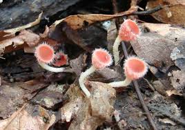 Attēlu rezultāti vaicājumam “Microstoma protracta”