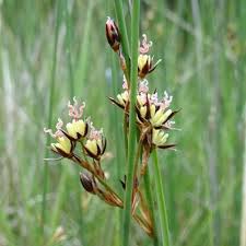 Attēlu rezultāti vaicājumam “Juncus inflexus bud”
