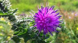 Attēlu rezultāti vaicājumam “Carduus crispus”