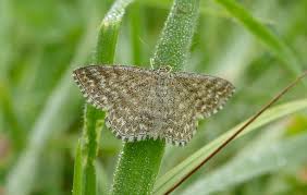 Attēlu rezultāti vaicājumam “Scopula immorata”