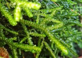 Attēlu rezultāti vaicājumam “Porella cordaeana”