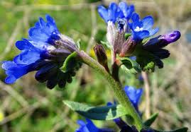 Attēlu rezultāti vaicājumam “Cyanus segetum”