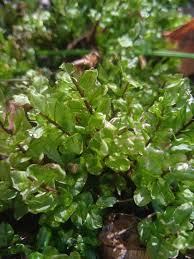 Attēlu rezultāti vaicājumam “Pseudobryum cinclidioides”