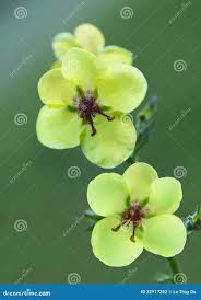 Attēlu rezultāti vaicājumam “Verbascum blattaria”