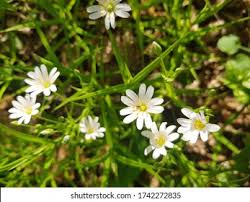 Attēlu rezultāti vaicājumam “Stellaria palustris leaf”