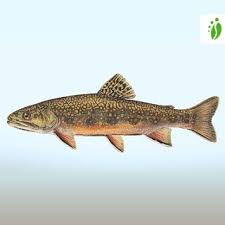 Image result for Salvelinus fontinalis