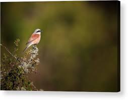 Attēlu rezultāti vaicājumam “Lanius collurio”