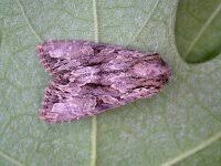 Attēlu rezultāti vaicājumam “Apamea monoglypha”