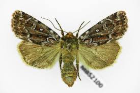 Attēlu rezultāti vaicājumam “Lycophotia porphyrea”