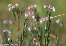 Attēlu rezultāti vaicājumam “Andromeda polifolia bud”