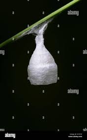 Attēlu rezultāti vaicājumam “Agroeca brunnea”