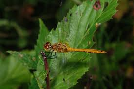 Attēlu rezultāti vaicājumam “Sympetrum sanguineum female”