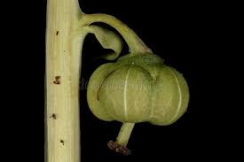 Attēlu rezultāti vaicājumam “Pyrola minor fruit”