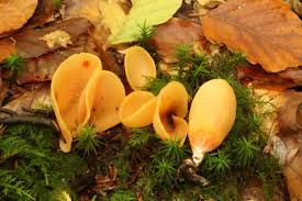 Attēlu rezultāti vaicājumam “Otidea onotica”