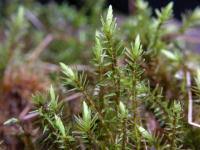 Attēlu rezultāti vaicājumam “Aulacomnium palustre”