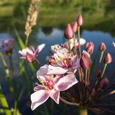 Attēlu rezultāti vaicājumam “Butomus umbellatus fruit”