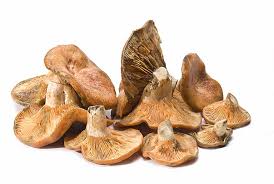 Attēlu rezultāti vaicājumam “Lactarius necator”