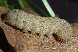 Attēlu rezultāti vaicājumam “Noctua fimbriata imago”