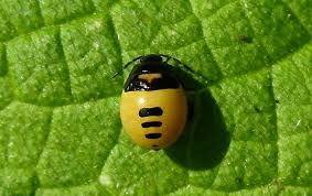Attēlu rezultāti vaicājumam “Tritomegas bicolor imago”