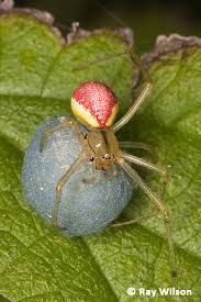 Attēlu rezultāti vaicājumam “Theridiidae”