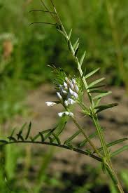 Attēlu rezultāti vaicājumam “Vicia hirsuta fruit”