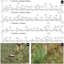 Attēlu rezultāti vaicājumam “Thesium ebracteatum leaf”