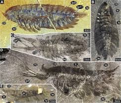 Attēlu rezultāti vaicājumam “Lycogala convexum sessile”