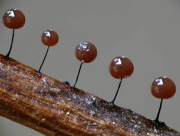 Attēlu rezultāti vaicājumam “Comatricha ellae macro”