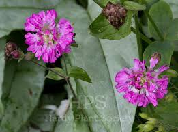 Attēlu rezultāti vaicājumam “Silene dioica leaf”