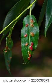 Attēlu rezultāti vaicājumam “Pontania proxima”