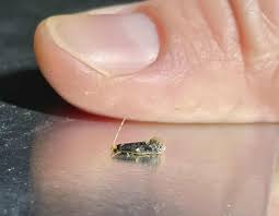 Attēlu rezultāti vaicājumam “Monopis weaverella”